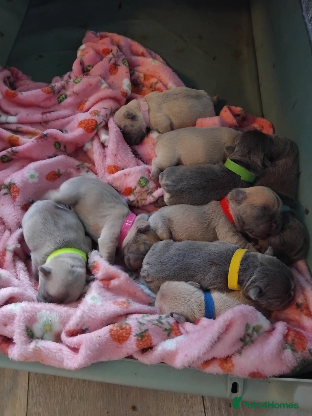 French Bulldog dogs for sale: Beautiful chunky French Bulldogs - Image 15