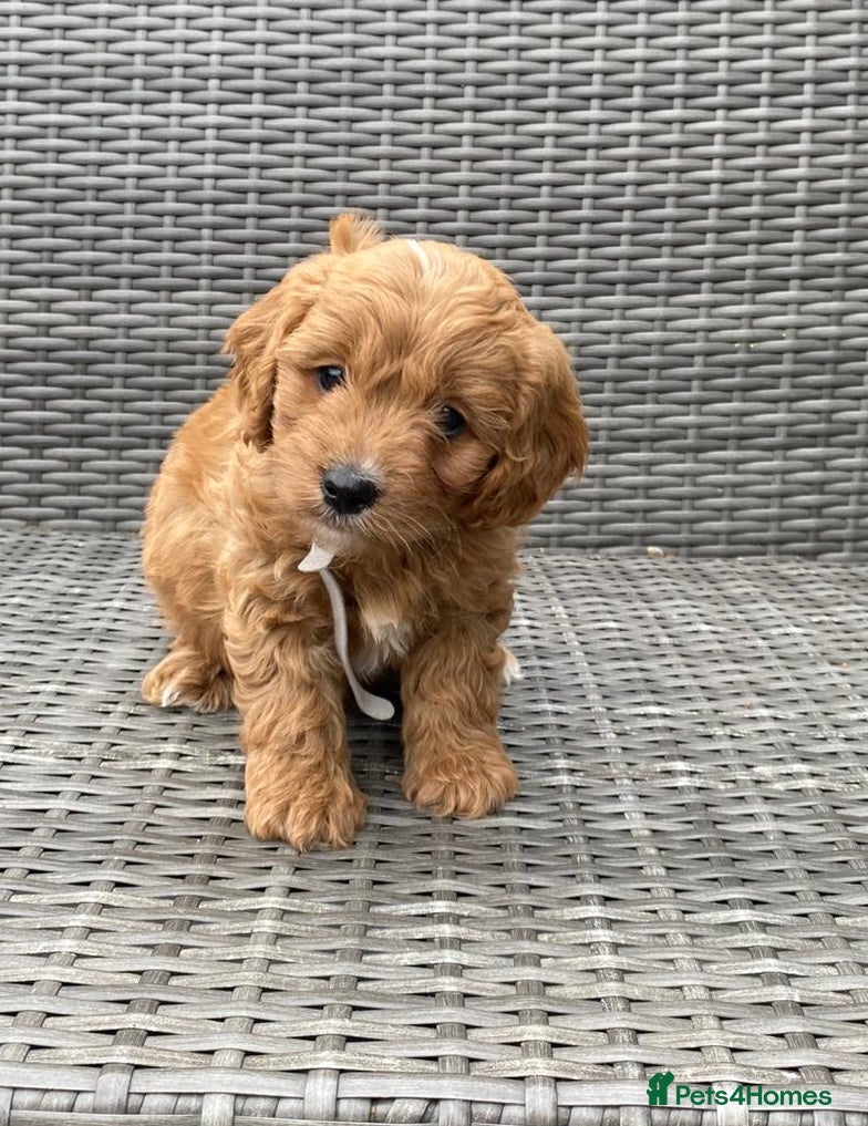 Cavapoochon dogs for sale: Beautiful Cavapoochon pups For Sale - Advert 9
