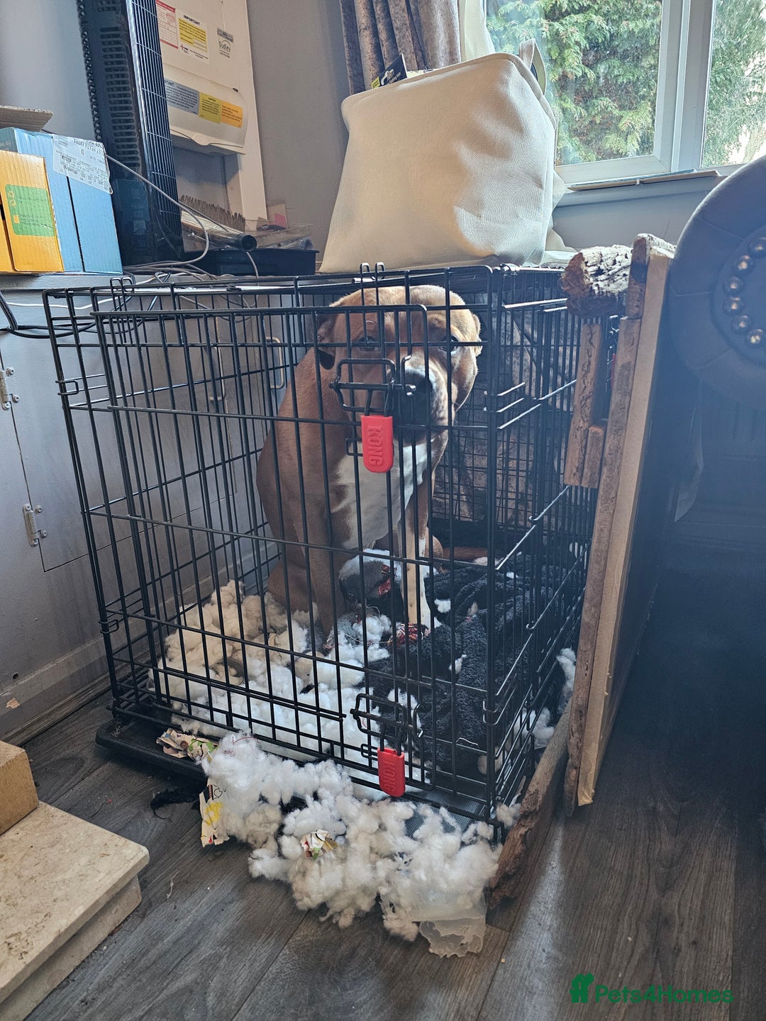 Mixed Breed dogs for sale: Male Staffy  ** tiff x Ridgeback 1 year old - Advert 13