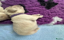 Golden Retriever dogs for sale: Golden Retriever Puppies for sale - Image 6