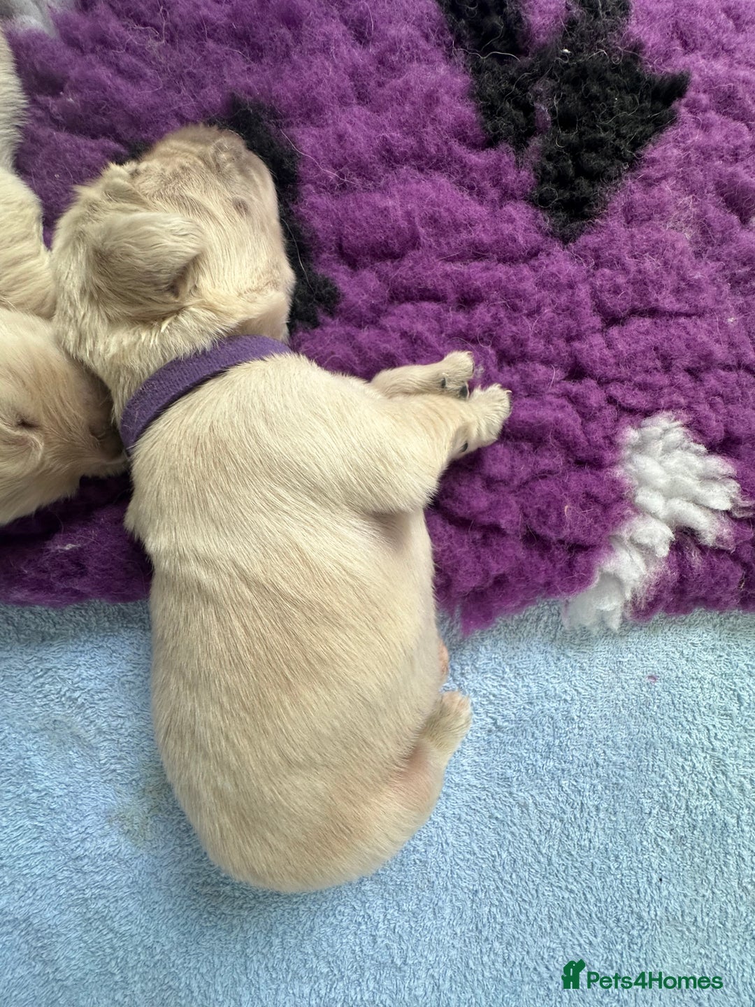 Golden Retriever dogs for sale: Golden Retriever Puppies for sale - Image 6
