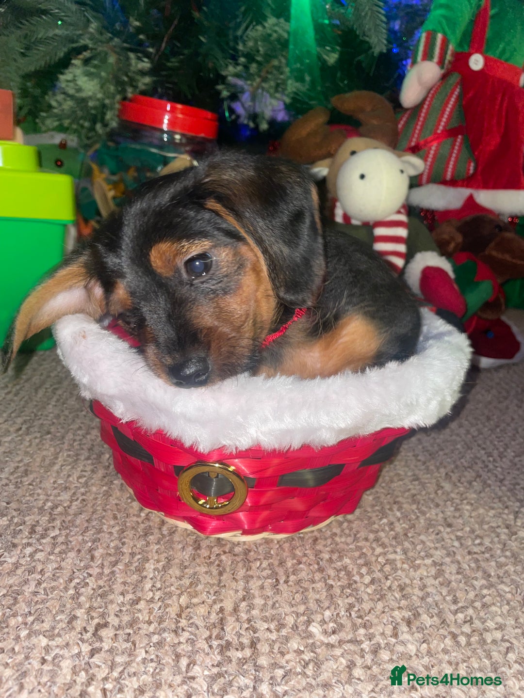 Mixed Breed dogs for sale: Dorkie boy puppy 😍 - Advert 1