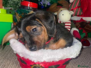 Mixed Breed dogs Dorkie boy puppy 😍 - Advert 17