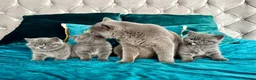British Shorthair cats for sale: BSH🇬🇧👑🇬🇧💙British Shorthair😻💙 Gccf chunky  - Advert 14