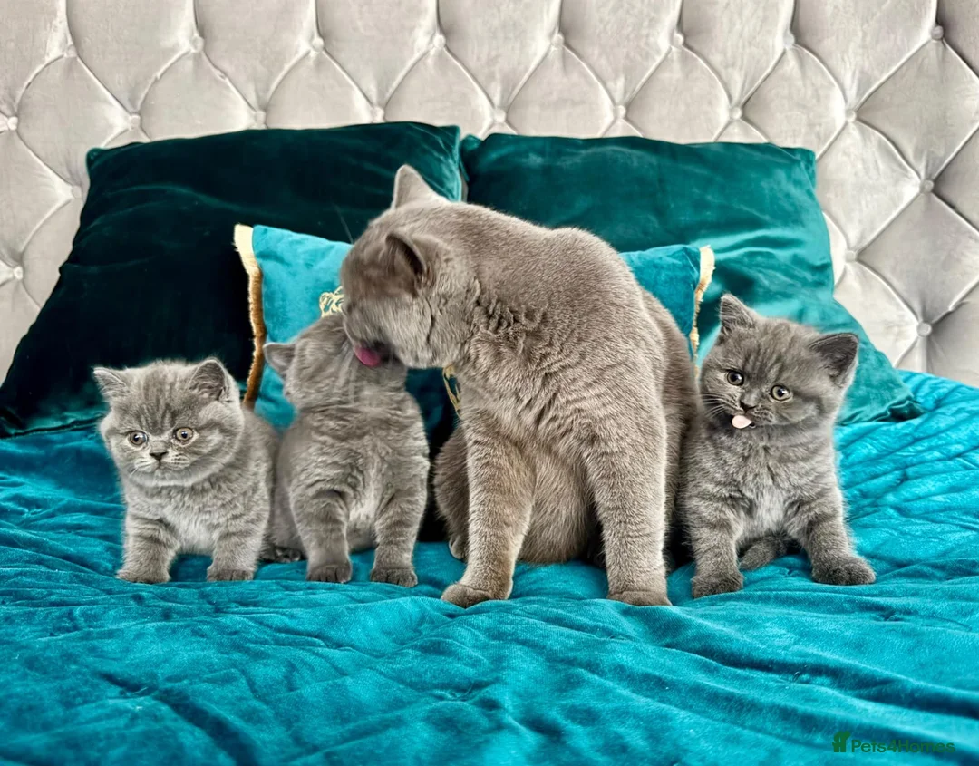 British Shorthair cats for sale: BSH🇬🇧👑🇬🇧💙British Shorthair😻💙 Gccf chunky  - Advert 14