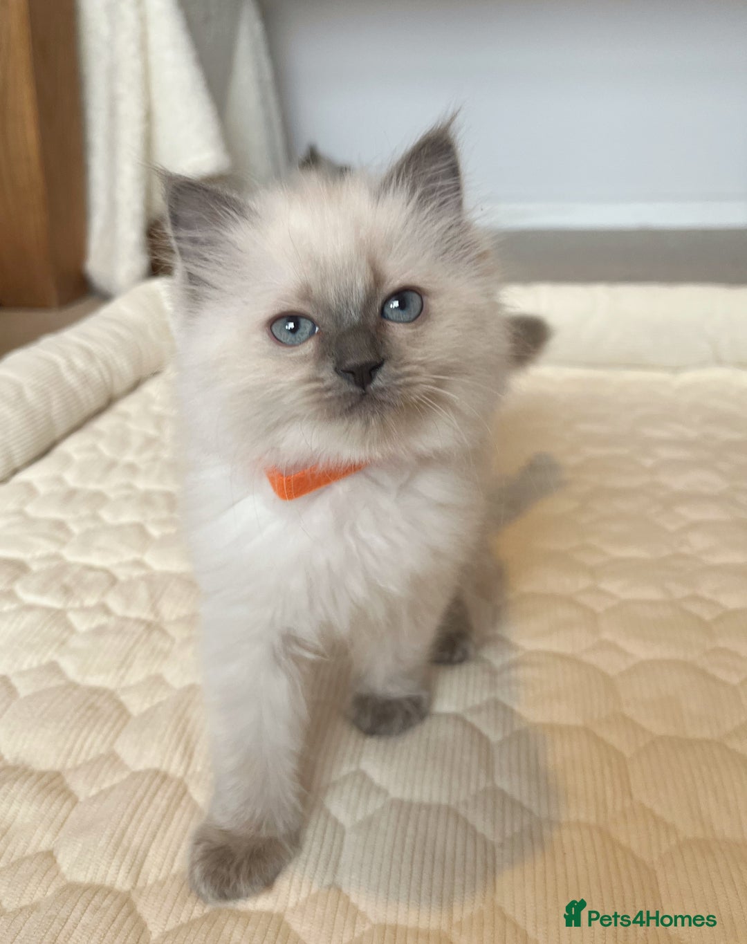 Ragdoll cats for sale: Adorable Blue Point Ragdoll Kittens - Image 9