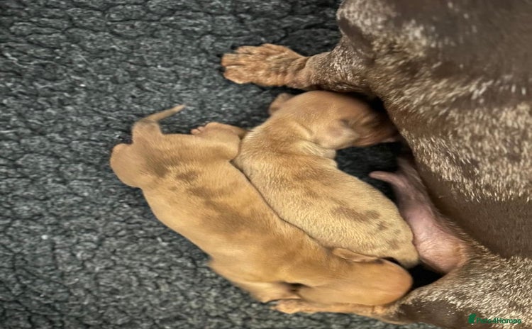 Miniature Dachshund dogs - Advert 15