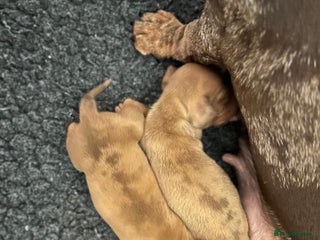 Miniature Dachshund dogs - Advert 8