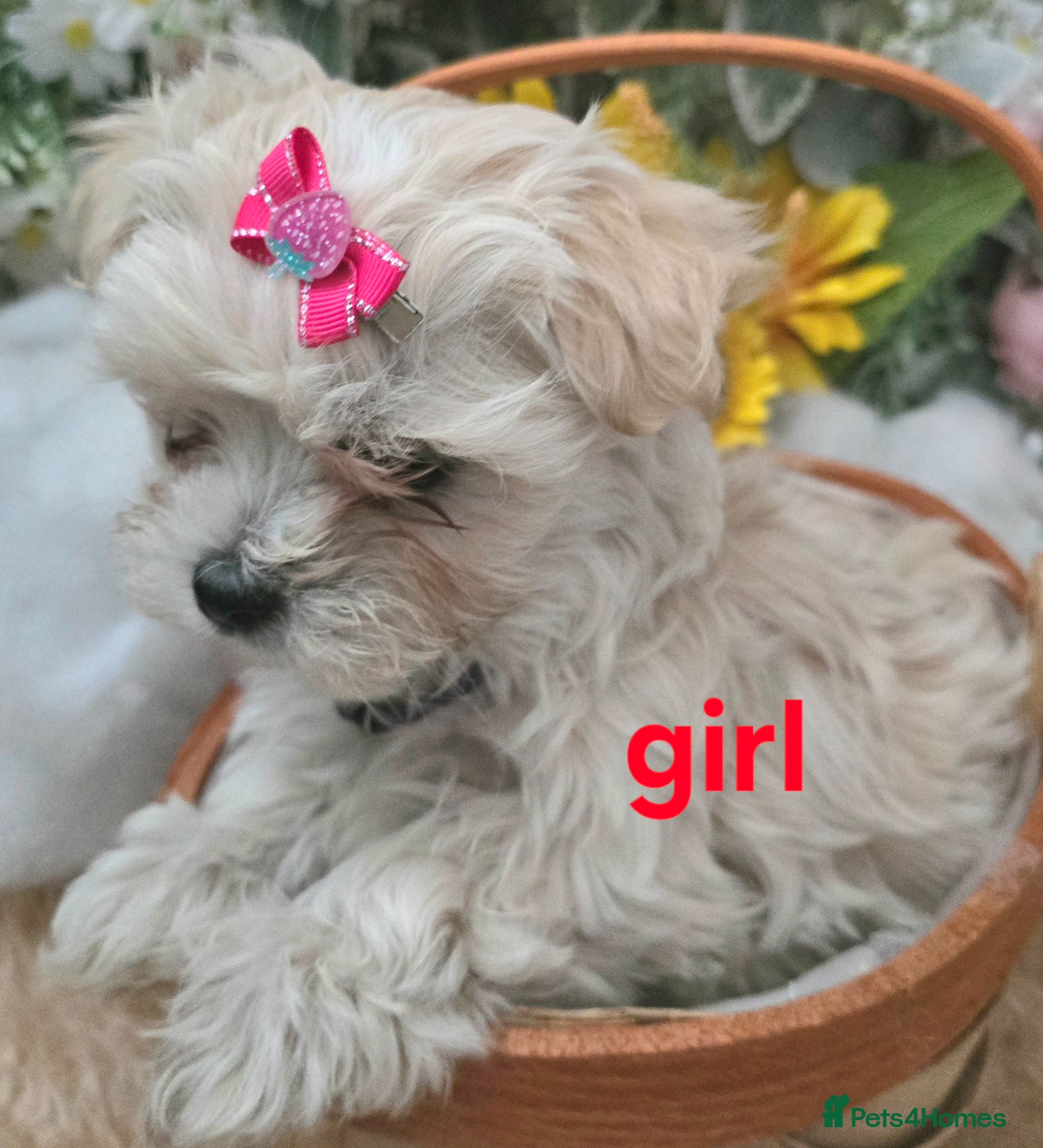 Maltipoo dogs  Extra small Korean Toy Maltipoo baby's  - Advert 6