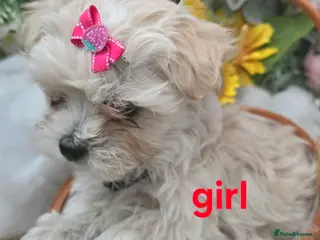 Maltipoo dogs Extra small Korean Toy Maltipoo baby's - Advert 6