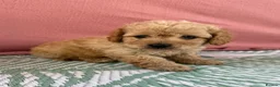 Cavapoo dogs for sale: Adorable F1B Cavapoo puppies PRA CLEAR! - Advert 9