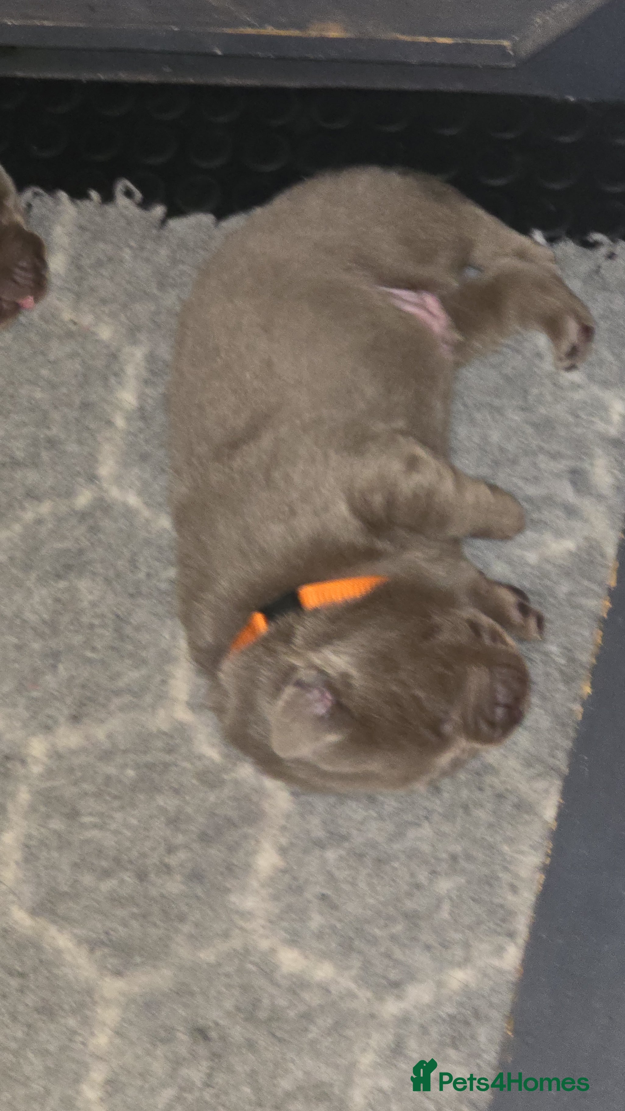Labrador Retriever dogs 🐾 KC REG SILVER & CHARCOAL LABR RETRIEVER   - Advert 2
