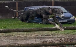 Lurcher dogs for stud: Gorgeous Blue Merle dog  - Image 2