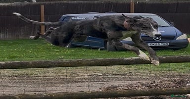 Lurcher dogs - Advert 5