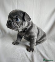 French Bulldog dogs - Advert 10