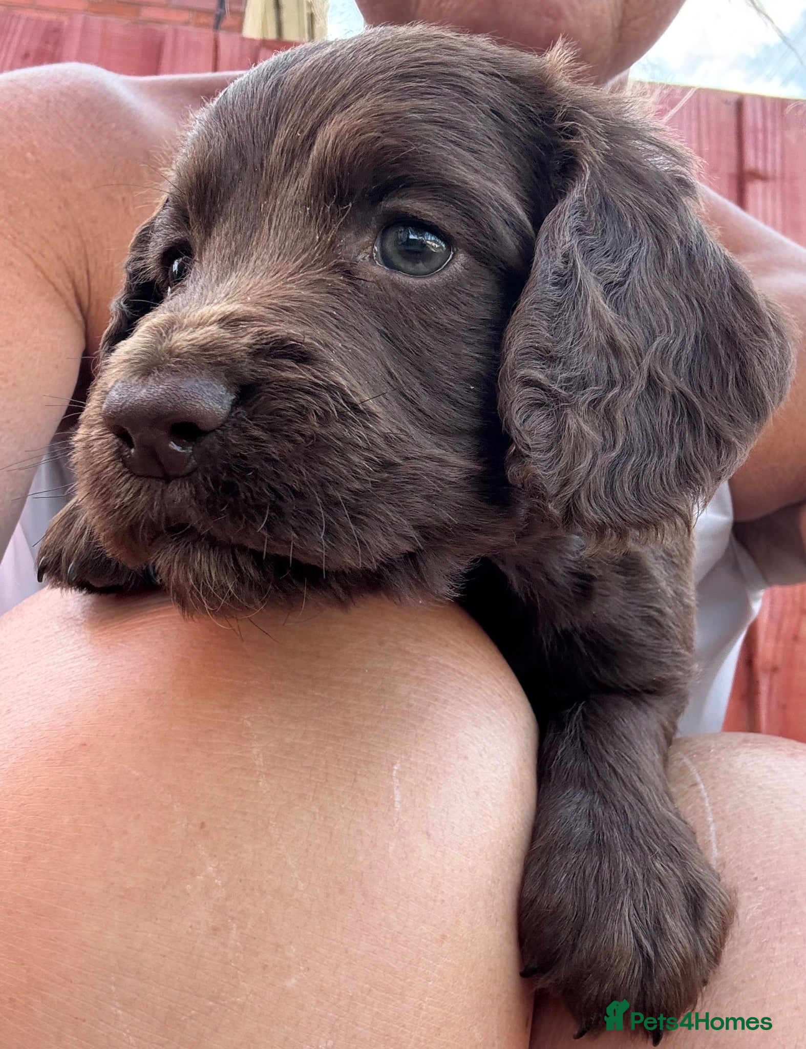 Cocker Spaniel dogs Beautiful litter of cocker spaniel puppies - Advert 1