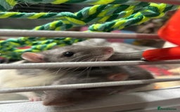 Rat rodents for sale: Brother rats - cuddly and cute - kid handled - Advert 10