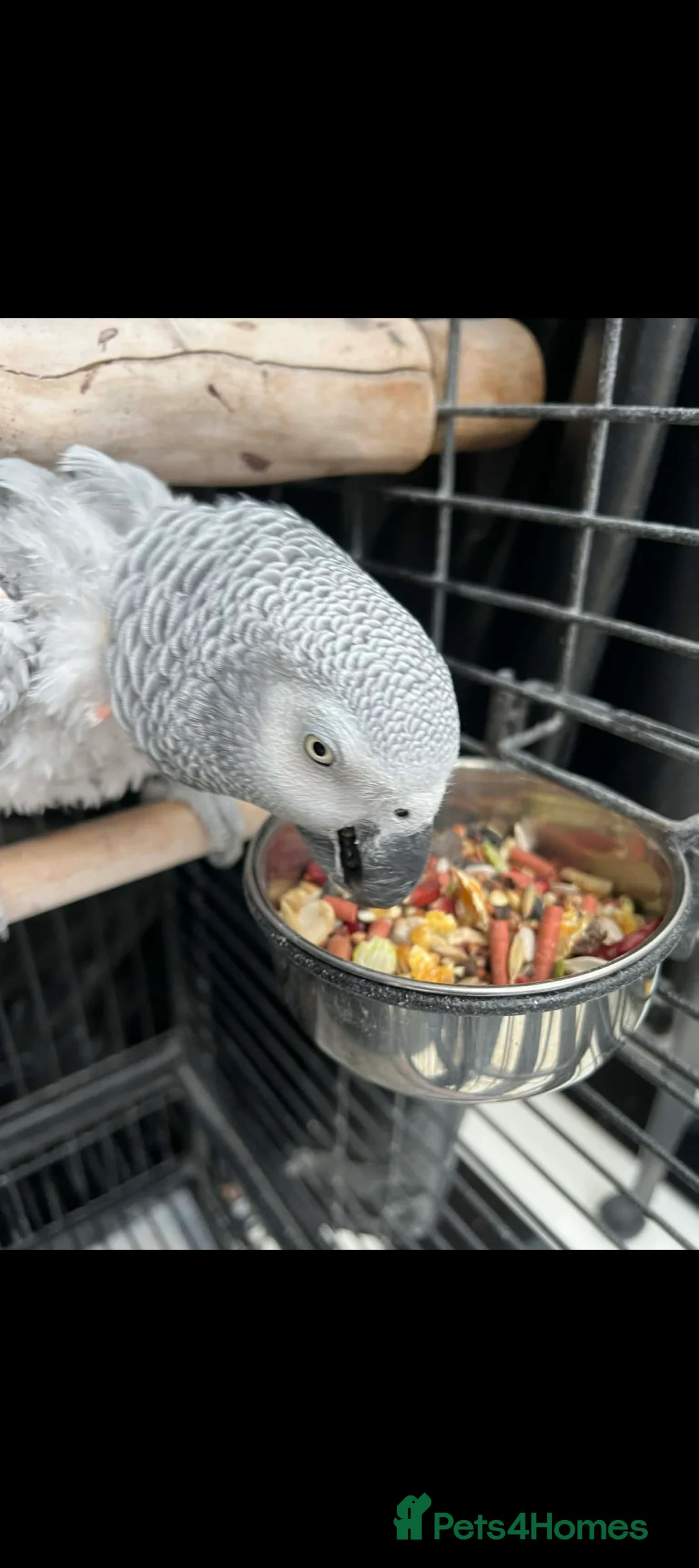 Parrots birds for sale: Meet Chopsie ❤️❤️ - Advert 2
