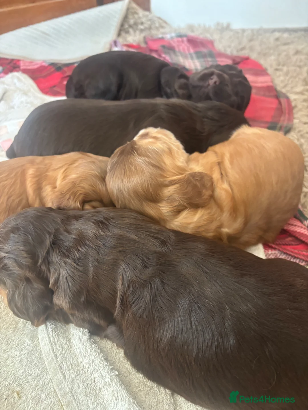 Cocker Spaniel dogs for sale: Show cocker spaniels kc reg pups ready 14 th June  - Advert 18