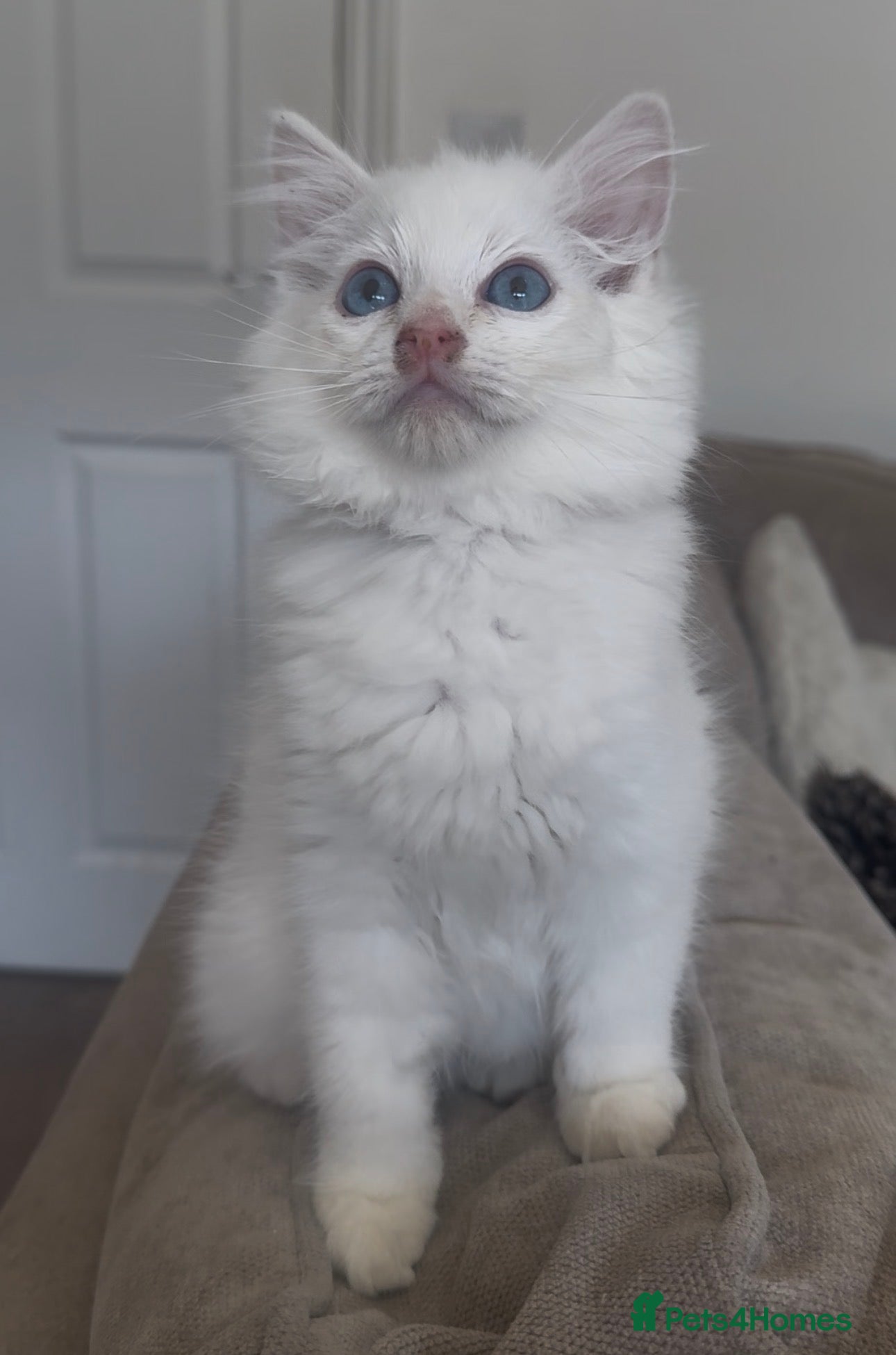 Ragdoll cats Ragdoll kittens GCCF champion breed show quality  - Advert 2