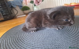 Mixed Breed cats for sale: 🐾 Adorable Kittens Looking for Loving Homes! 🐾 - Image 15