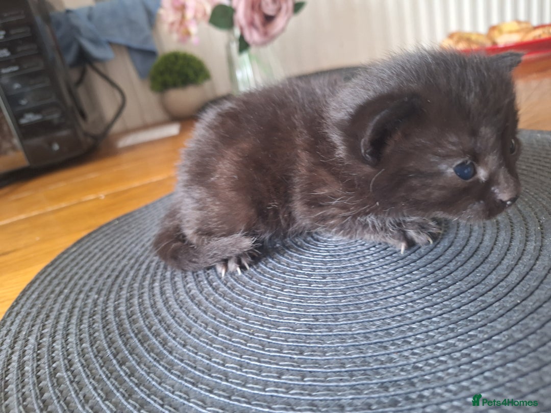 Mixed Breed cats for sale: 🐾 Adorable Kittens Looking for Loving Homes! 🐾 - Image 15