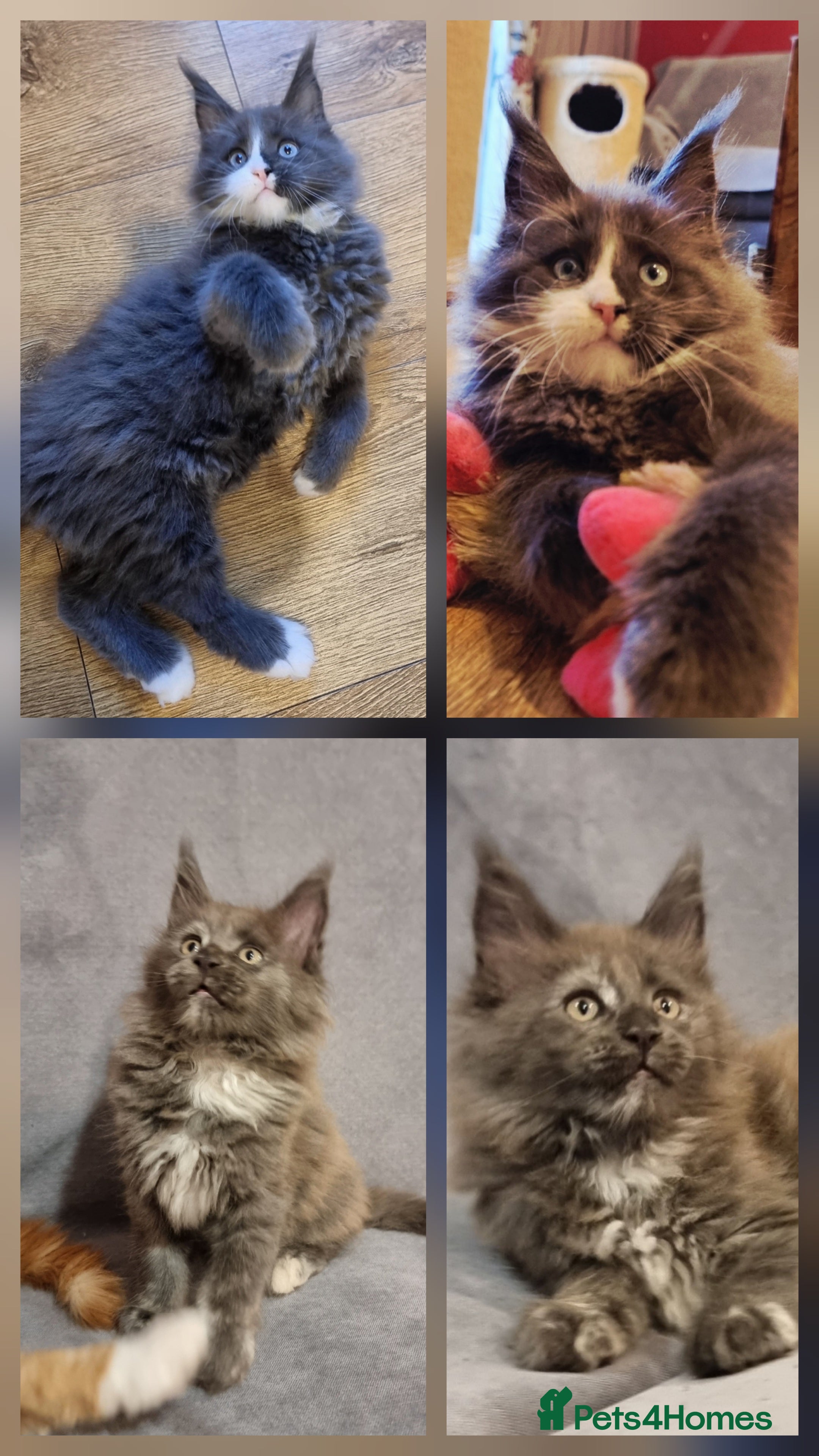 Maine Coon cats Gorgeous TICA register kittens - Advert 7