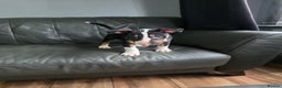 English Bull Terrier dogs for sale: Beautiful Betty  - Advert 2