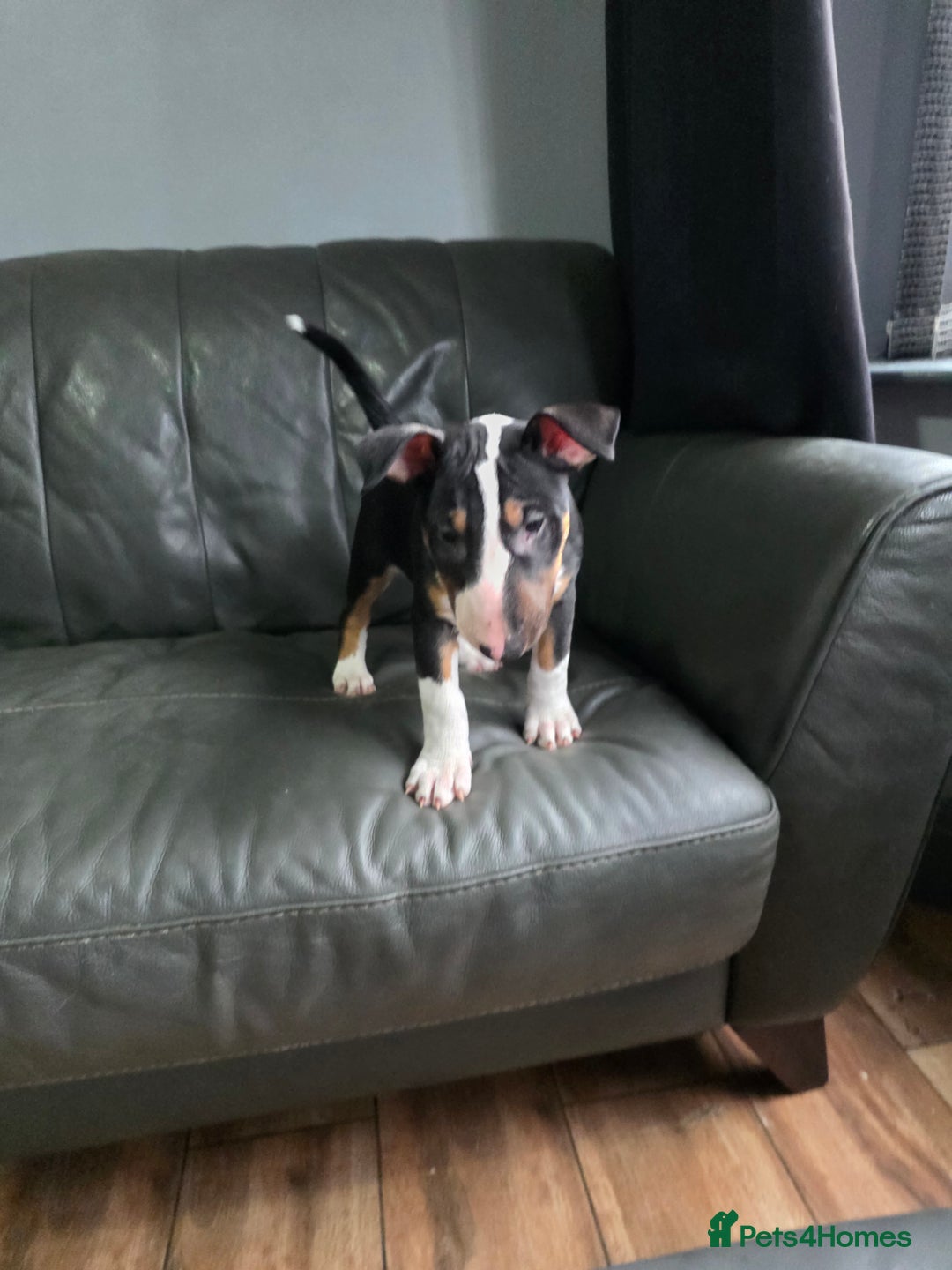 English Bull Terrier dogs for sale: Beautiful Betty  - Advert 2