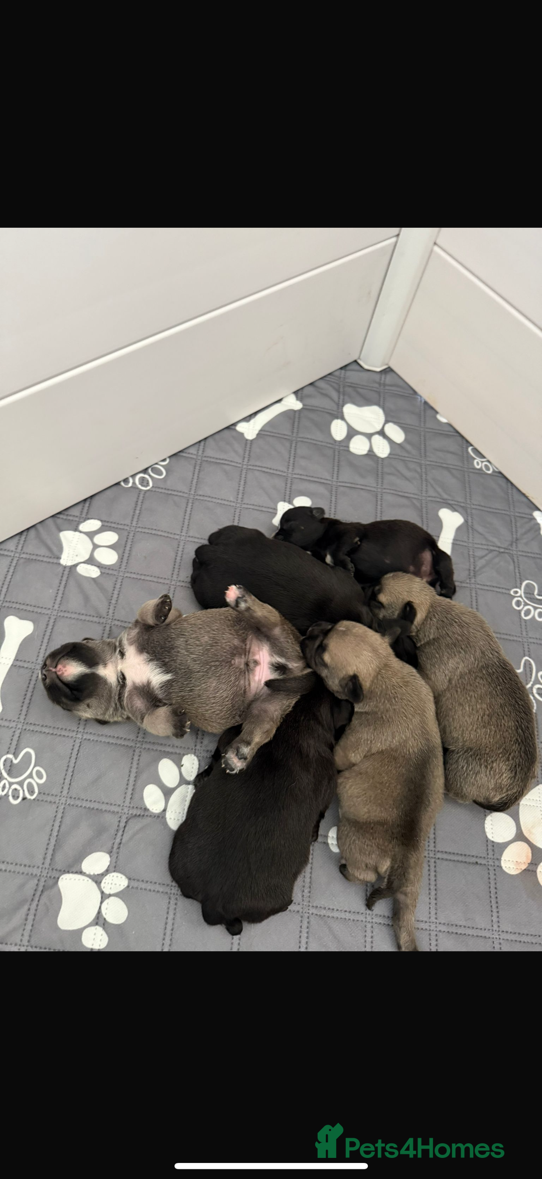 Mixed Breed dogs for sale: Ready Now!! British Bulldog x Miniature Schnauzer  - Image 9