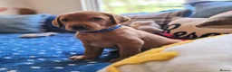 Springador dogs for sale: Wonderful Springador Puppies  - Advert 22