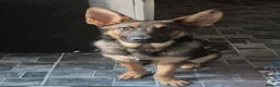 German Shepherd dogs for sale: Male sable german shepherd pup in Darwen - Advert 5
