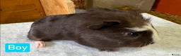 Guinea Pig rodents for sale: Guinea pigs available  - Advert 4