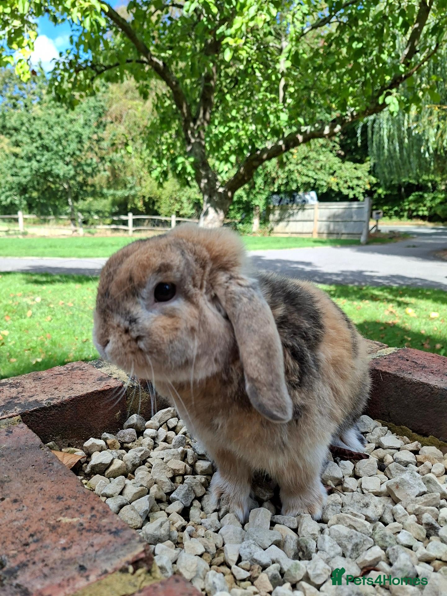 Mini Lop rabbits Mini lop rabbit - Advert 1