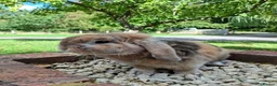 Mini Lop rabbits for sale: Mini lop rabbit - Advert 1