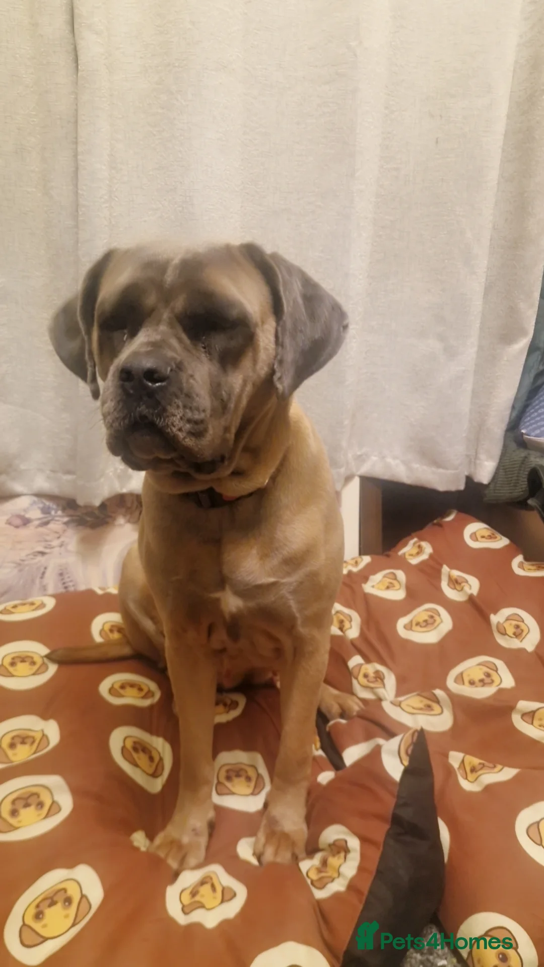 Cane Corso dogs for sale: Fawn cane corsos males £650 females £700 - Advert 8