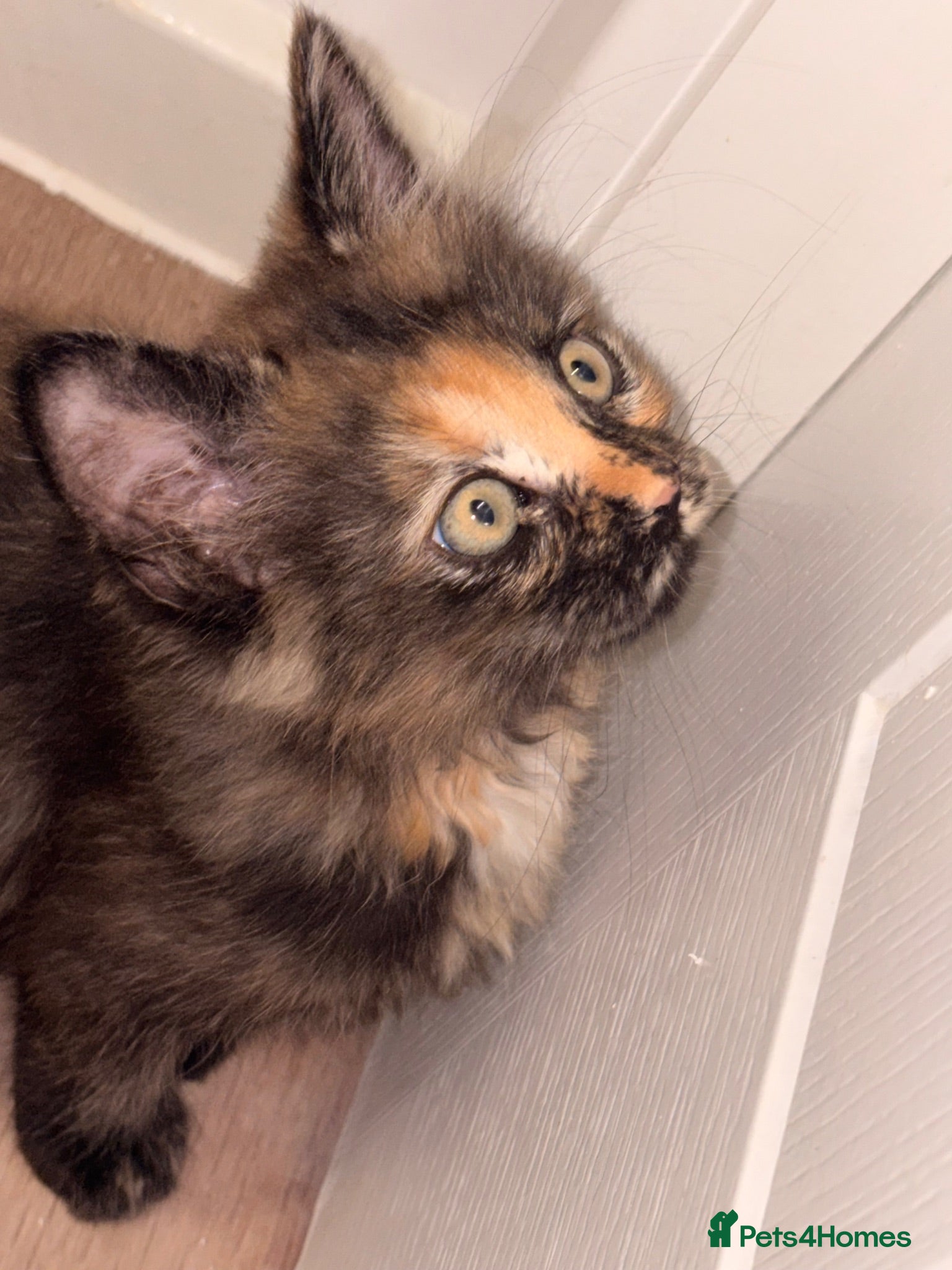 Mixed Breed cats Maine coon DAD IS XL MAINECOON registered  - Advert 1