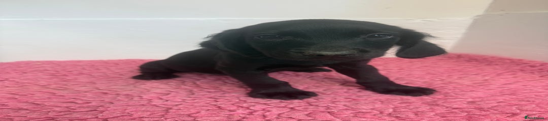 Isis