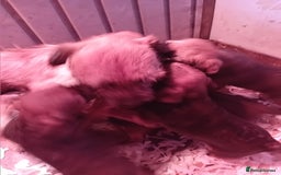 Border Terrier dogs for sale: Kc reg border terrier dog pups  - Advert 9