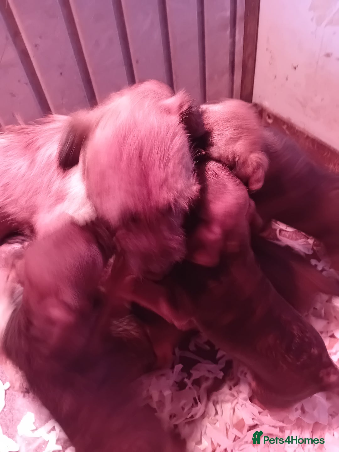 Border Terrier dogs for sale: Kc reg border terrier dog pups  - Advert 9