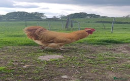 Chickens poultry for sale: Pure Buff Orpington Cockerels  - Image 6