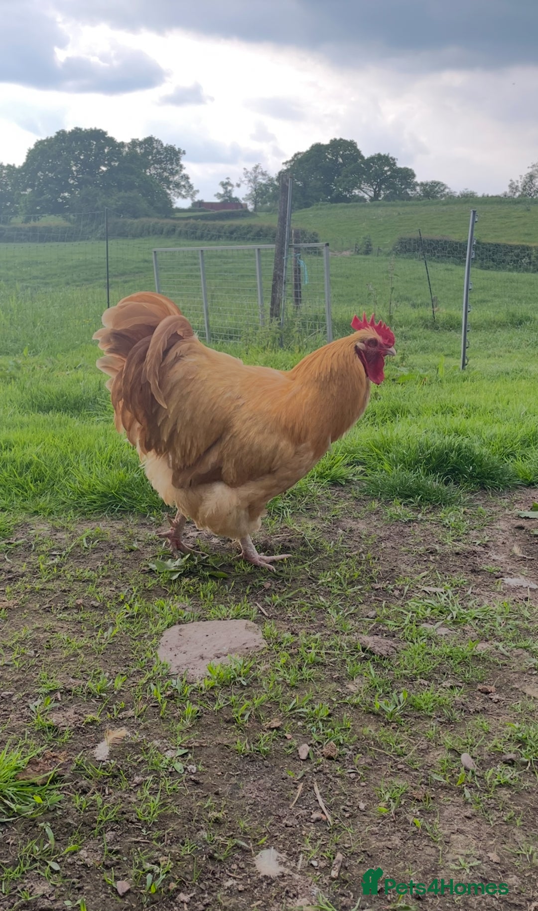 Chickens poultry for sale: Pure Buff Orpington Cockerels  - Image 6