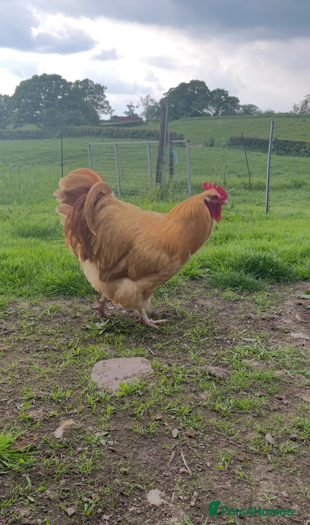 Chickens poultry for sale: Pure Buff Orpington Cockerels  - Advert 6