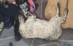 Sprocker dogs for sale: STRIKING SPROCKER SPANIEL PUPPIES  - Image 5