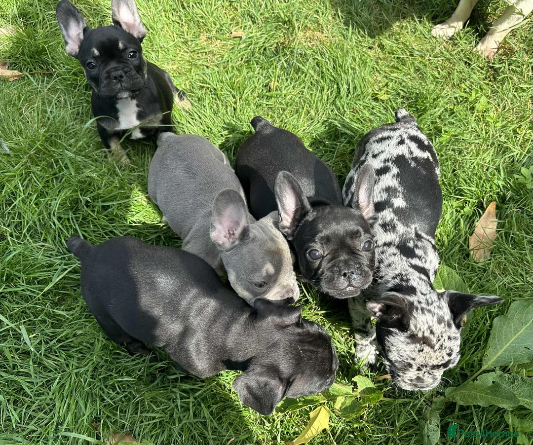 French Bulldog dogs for sale: French Bulldogs  - Image 15