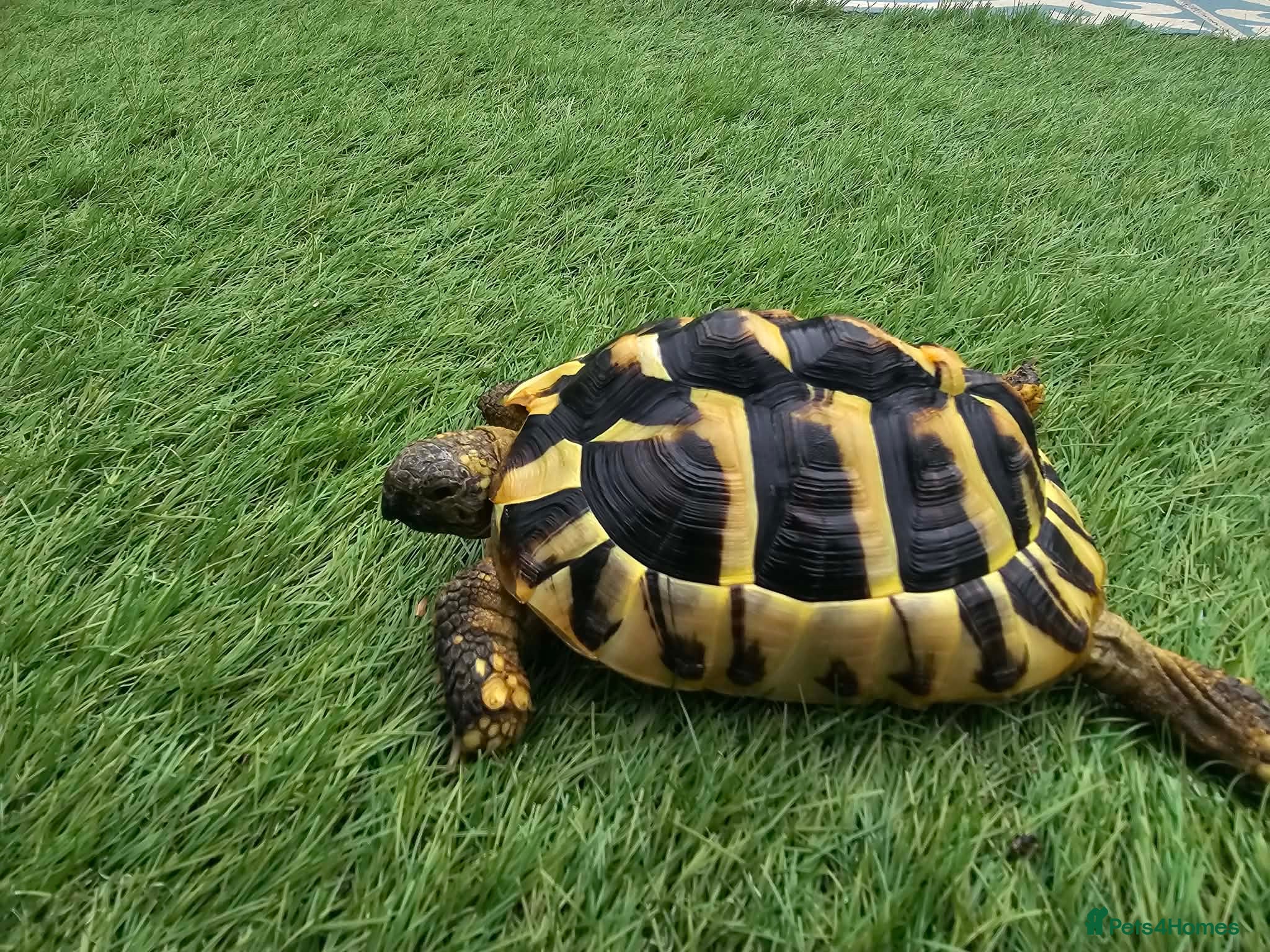 Tortoise reptiles Tortoise  - Advert 3