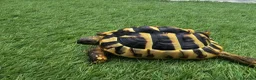 Tortoise reptiles for sale: Tortoise  - Advert 1