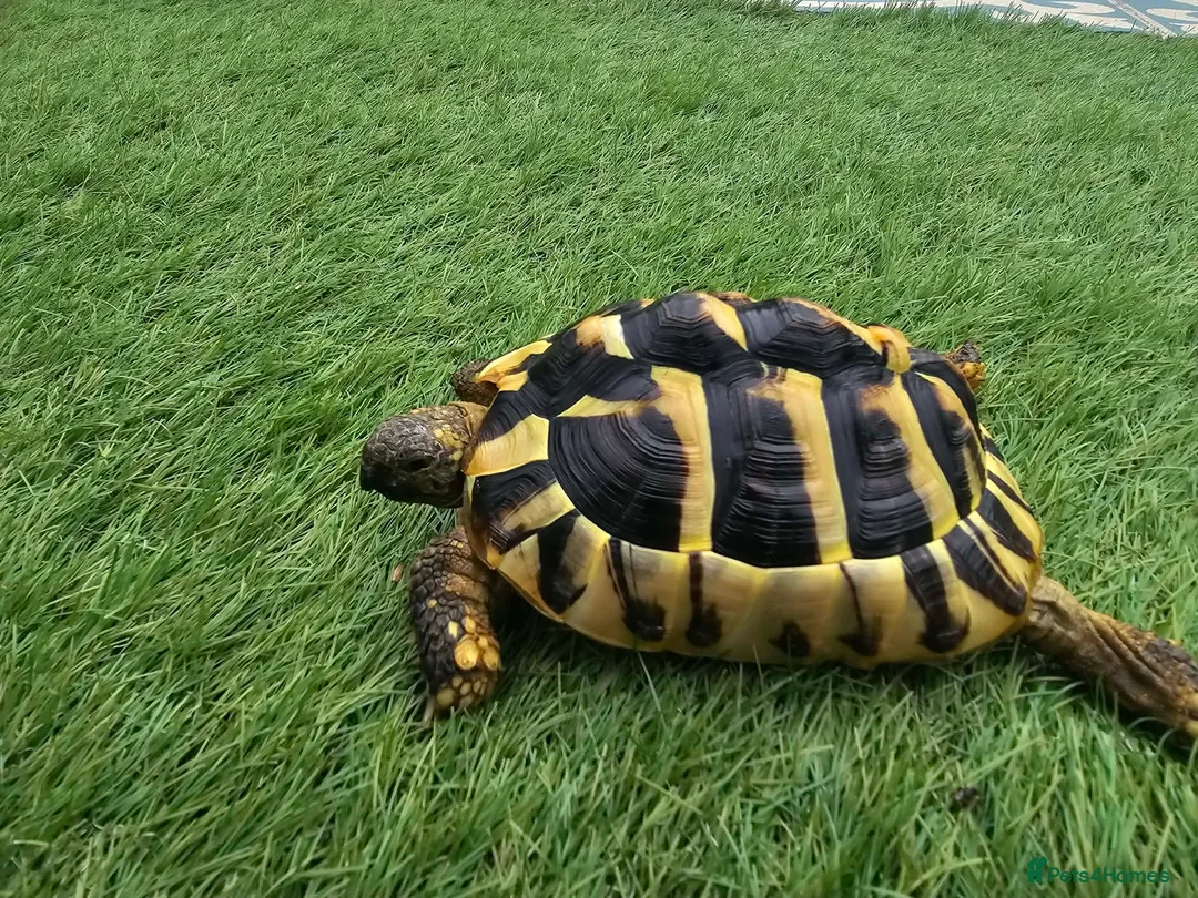 Tortoise reptiles for sale: Tortoise  - Advert 1