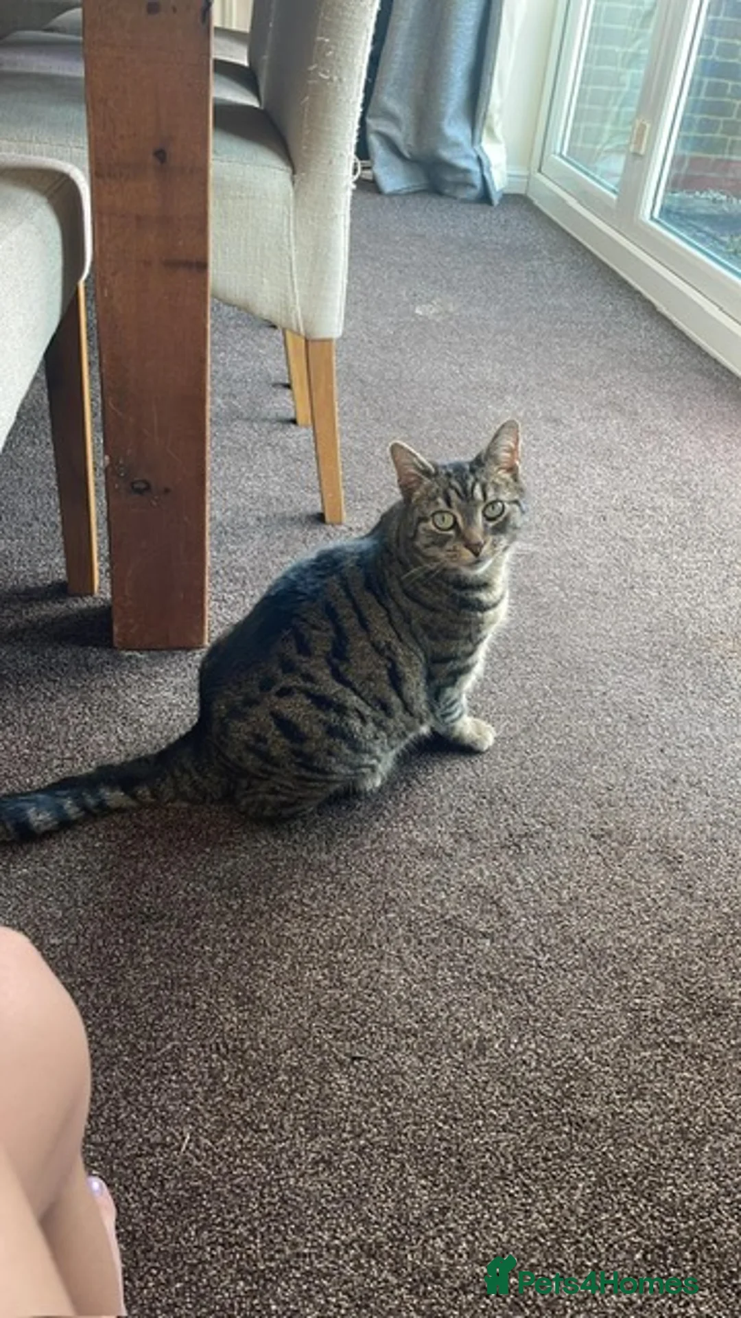 Mixed Breed cats for sale: Brother & Sister cat available for free in Welwyn - Advert 2