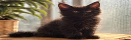 Maine Coon cats for sale: Beautiful Maine coon kittens - Advert 8